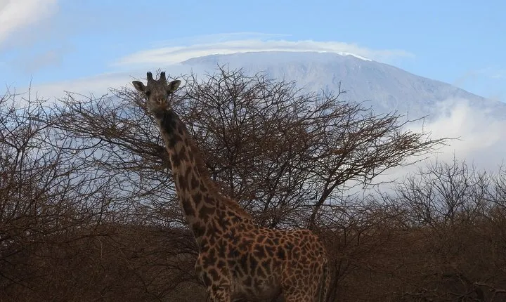 2 Days Amboseli Safari