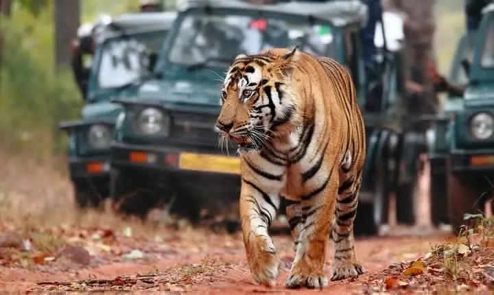  Best of Rajasthan with Ranthambore