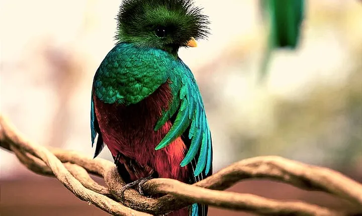 La Fortuna Rainforest Birdwatching Tour