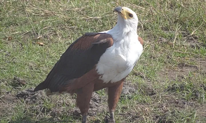 Birding Safari Tour.