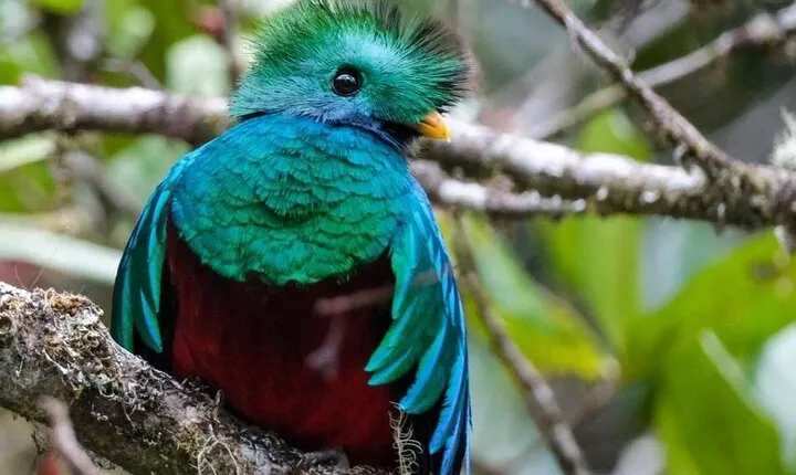 Monteverde Cloud Forest Guided Tour.