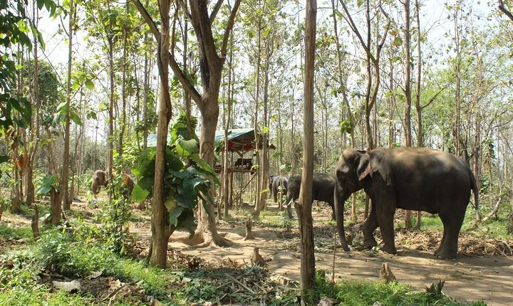 Chiang Mai Elephant Sanctuary Small Group Ethical Tour