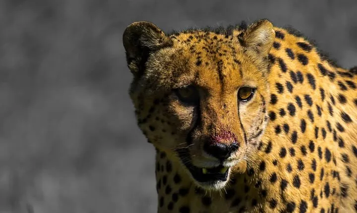 4 Day Addo to Karoo Safari