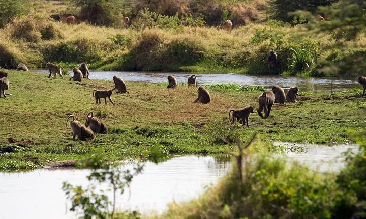 Lake Manyara Day Tour