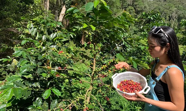 Coffee Lovers Farm and Roasting Tour