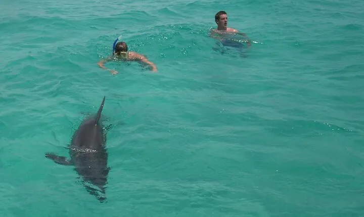 Swim with the Dolphins Boat Tour in Panama City Beach