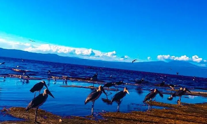 Memorable Day Trip - Lake Manyara National Park