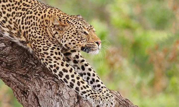 7 Days Great Migration Safari Tanzania (Private budget Safari)