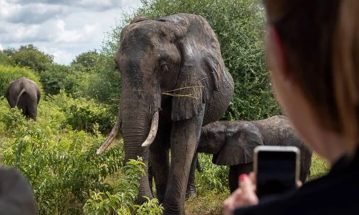Safari Game Drive and Rhino Walk in Mosi-oa-Tunya National Park