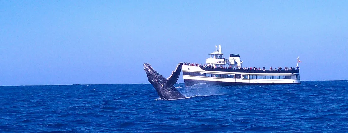 Guaranteed Whale Watching in San Diego