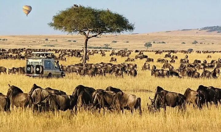 4 day Group Safari To Maasai Mara and L. Nakuru Park by 4x4 jeep
