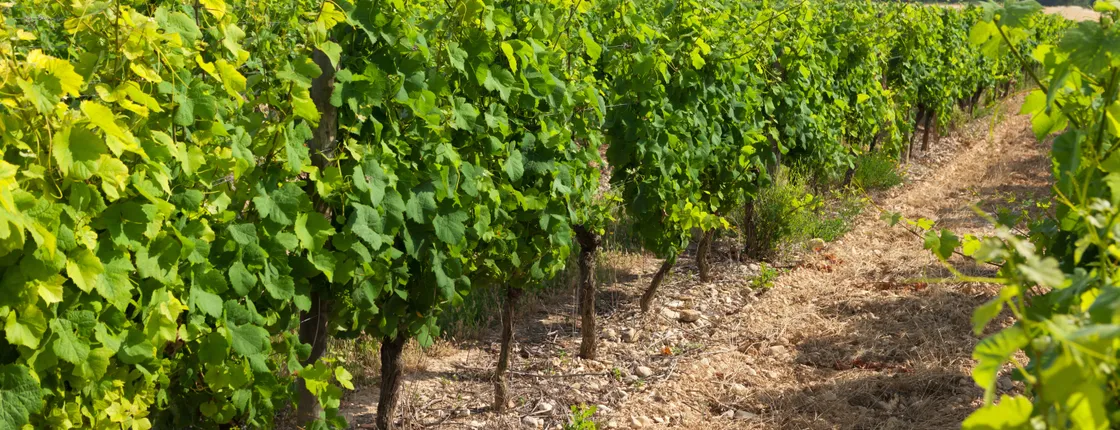 Visit and tasting at Marchesi de Cordano winery