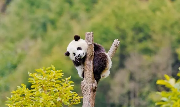 2-Day Tour of Chengdu Panda Base and Leshan Giant Buddha