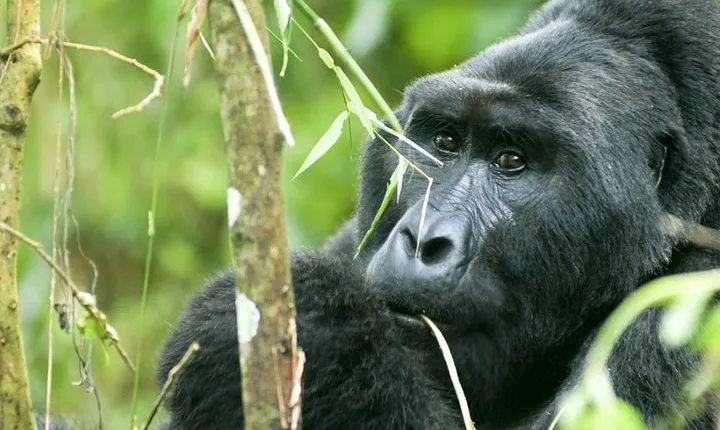 5-Day Safari Tour in the National Parks of Uganda