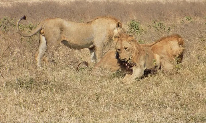 Private 4 Days Wildlife Safari at Tanzania