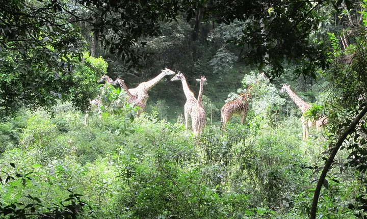 Day Trip At Arusha National Park