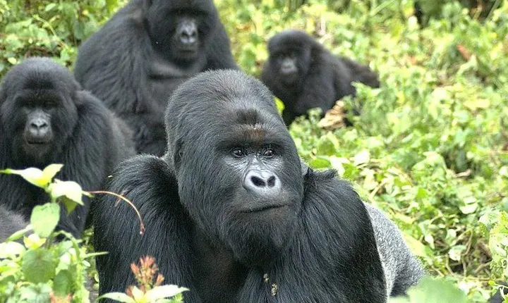 5 Day Rwanda gorilla and Lake Kivu Safari
