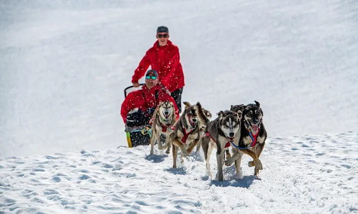 Anchorage Summer Glacier Dogsledding Tour 