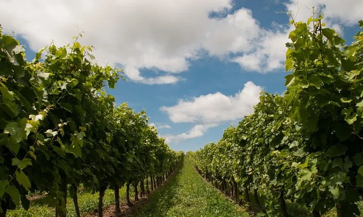 Dream Wine Tour from Athens 10 days