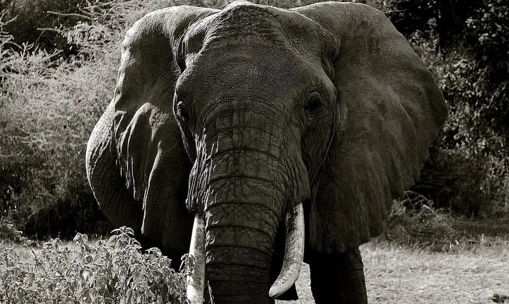 Explore to Tarangire, Ngorongoro Crater and Lake Manyara for 2 Days( Basic)