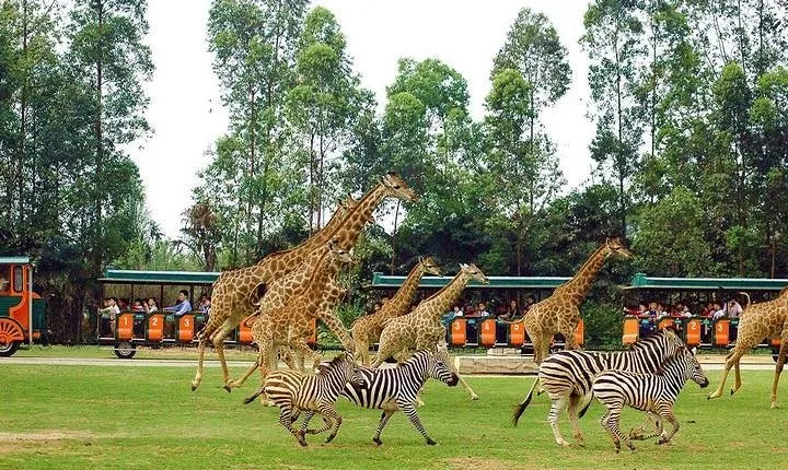 Guangzhou Private Day Tour to Chimelong Safari Park
