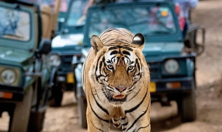 Taj Mahal & Tiger Safari: 2-Day Private Tour from Delhi