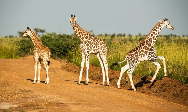 2 Days Budget Safari to Murchison Falls National Park
