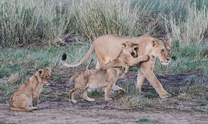 7 Days Southern Safari, Ruaha Np, Mikumi Np And Selous Game Reserve