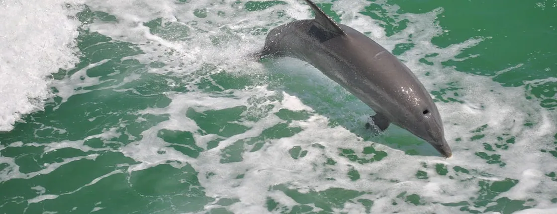 Clearwater Beach: dolphin encounter boat cruise with lunch gift card