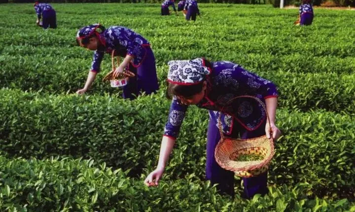 Hangzhou Tea Culture Experience with West Lake Cruise Option