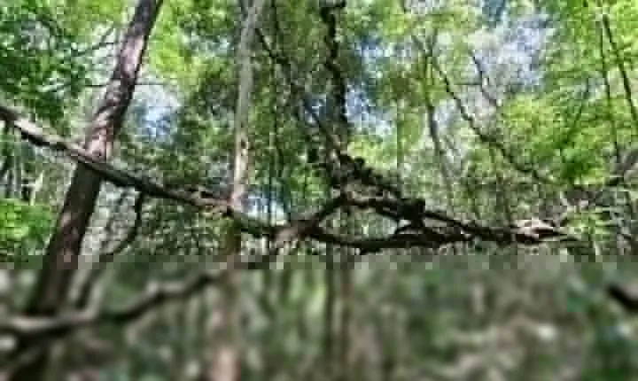 Walk Through Udawatta Kele Sanctuary with Guide