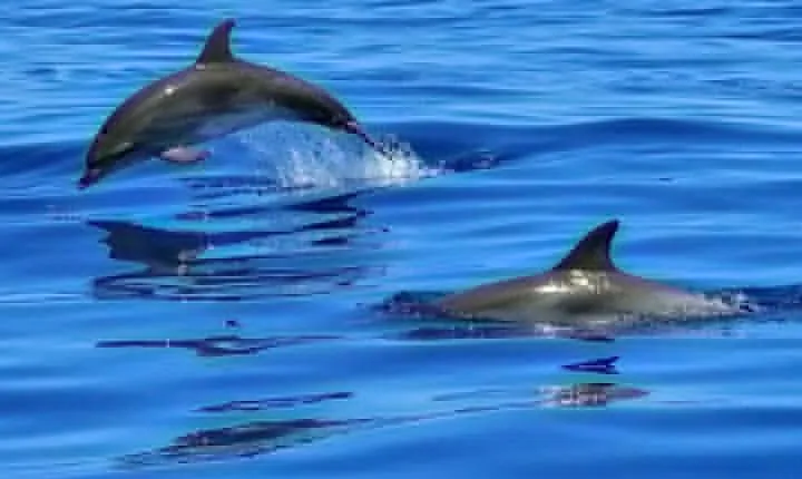 Lisbon Cruise with Dolphin Watching