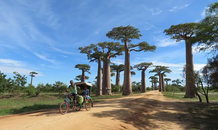 Morondava Day Tour to Kirindy Park and Baobab Avenue