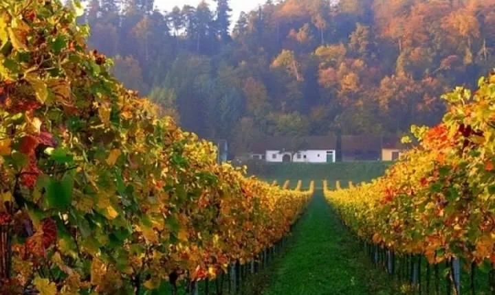 Private Wine and History Tour to Villany and Pecs from Budapest with winetasting