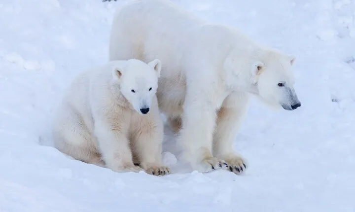 Ranua Wildlife Park Photography Tour