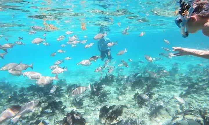 Half Day Private Tour to Islamorada Alligator Reef and Sandbar