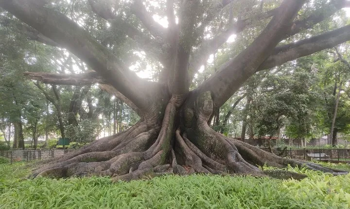 Lalbagh Botanical Garden Early Morning Walk + Breakfast at MTR