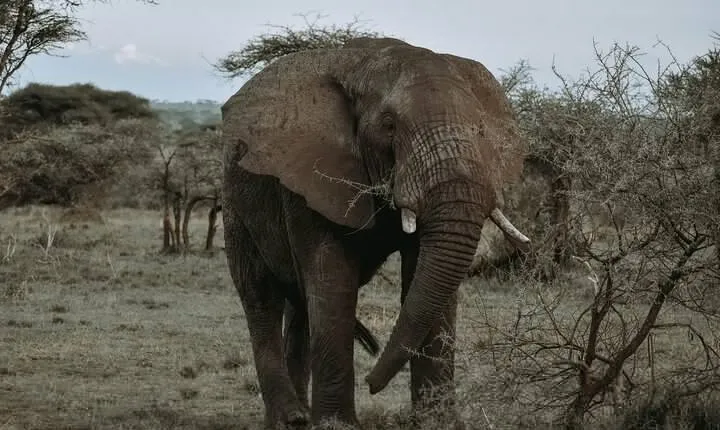 3-Day Private Tour of Tanzania with Pick Up