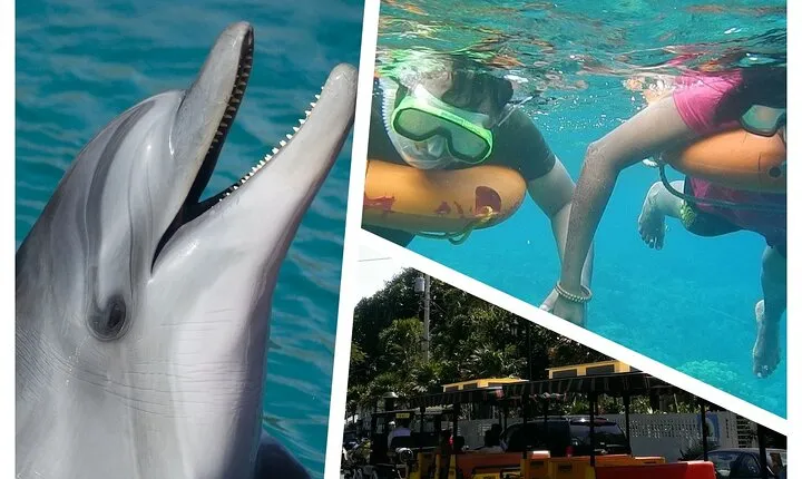 Dolphin Morning Watching & Snorkeling + open bar + 1 day Hop-On Hop-Off Fun