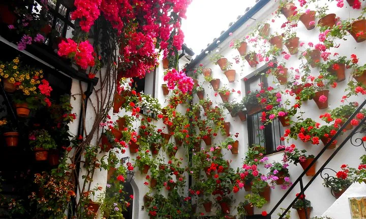 Discover the Patios de Córdoba: guided tour