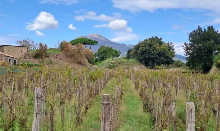 Day on a private and guided tour of Pompeii and Naples with lunch