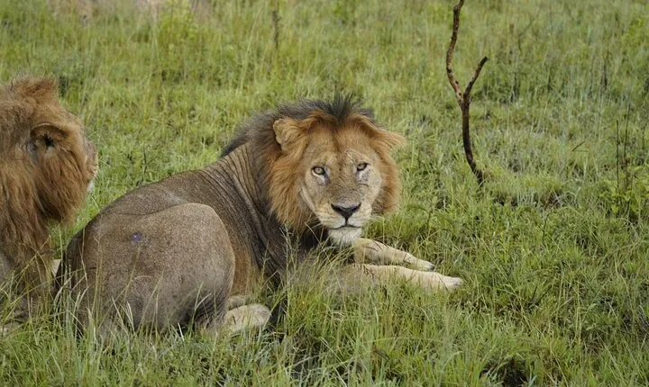 7 Days Exciting Tanzania Safari Wildebeest Migration