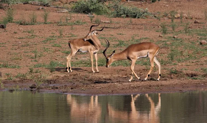 1-Day Trip Tarangire N.P Small group Tour Tanzania sharing Safari