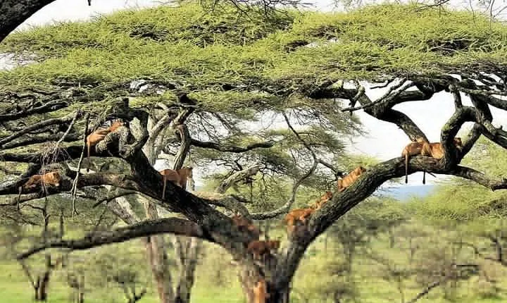 8day Best of Tanzania Wildlife Lodge Safari