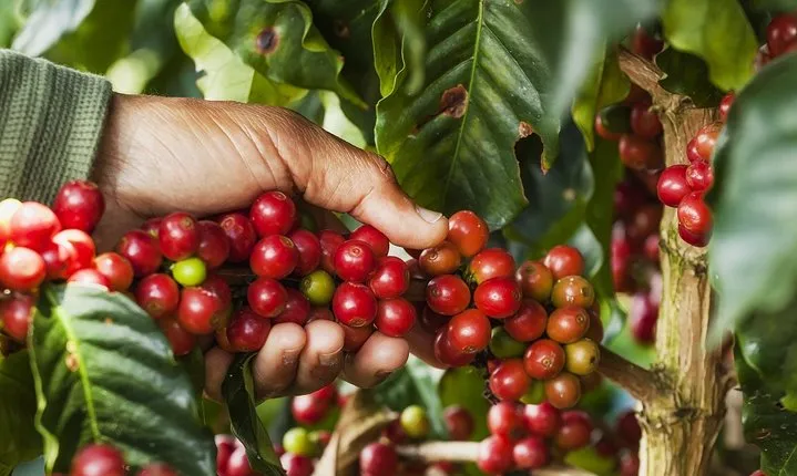 Doka Estate Coffee Tour & La Paz Waterfall Gardens. Private Tour