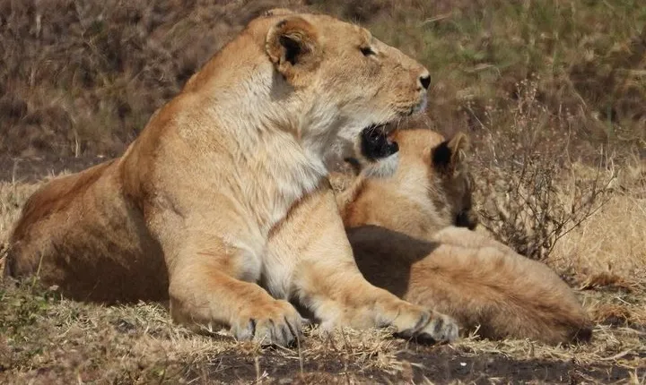 3-day safari to Serengeti National Park