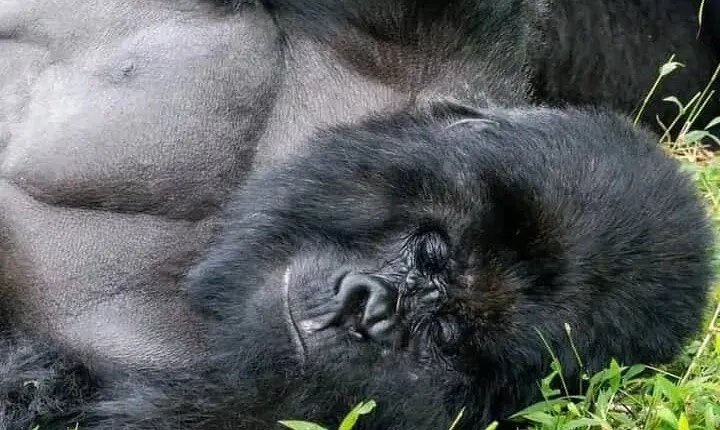 7 Days Explore Mgahinga Gorilla National Park Safari