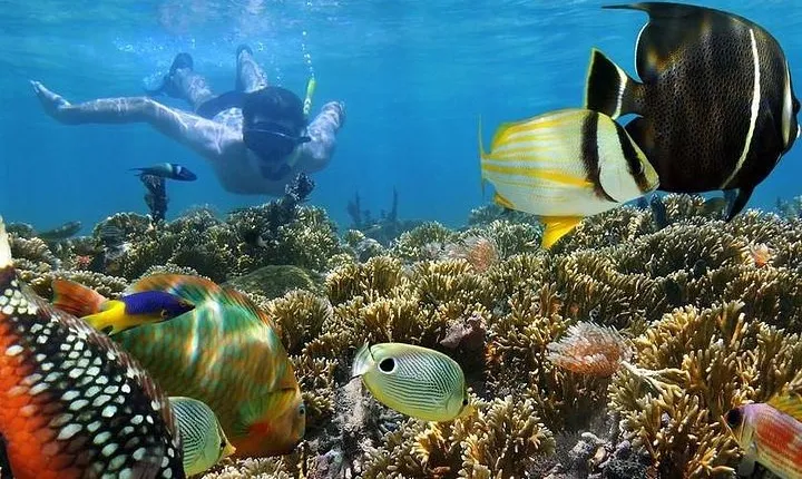 Dolphin watching and Snorkeling at Mnemba Atoll - Private Tour