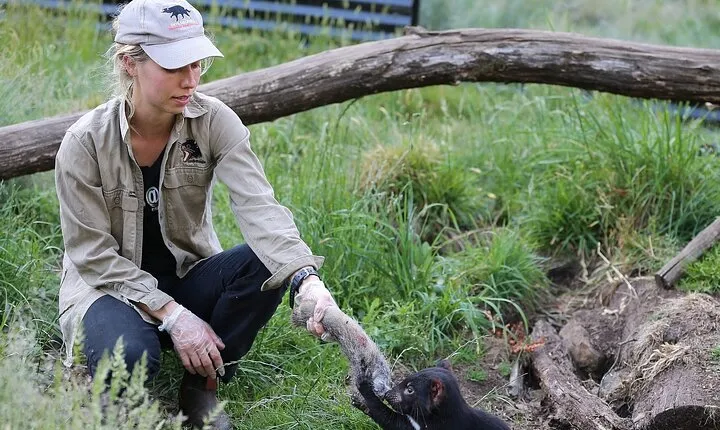1-Hour Tasmanian Devil Feeding Day Tour at Cradle Mountain