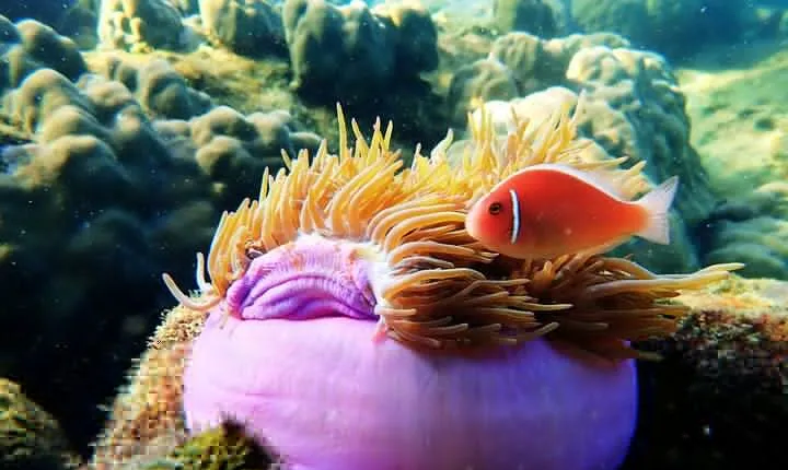 A most wanted Phu Quoc Snorkeling Tour